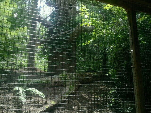 Jun. 2012-Red-tailed Hawk aviary