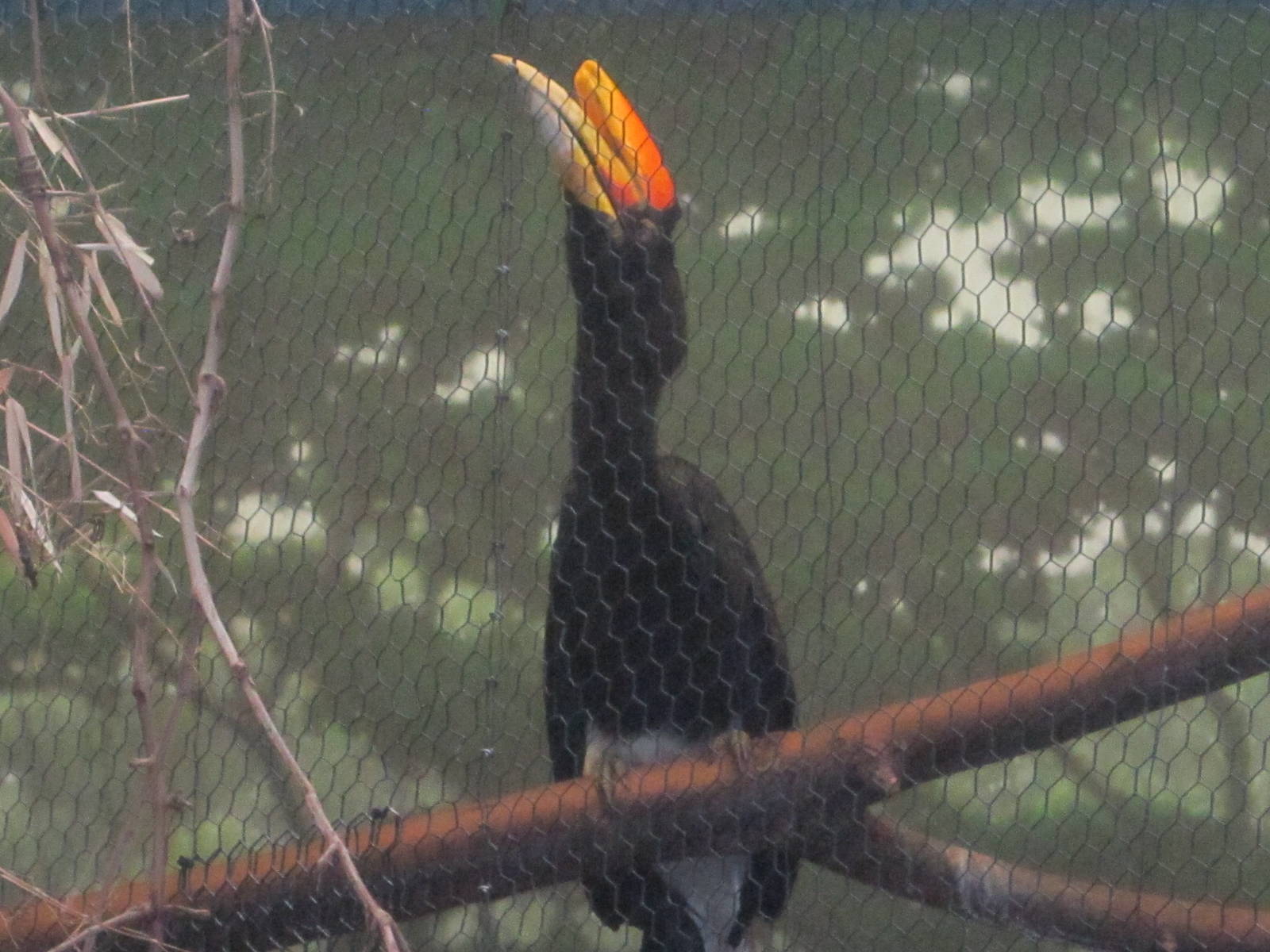 Jun. 2012-Rhinoceros Hornbill