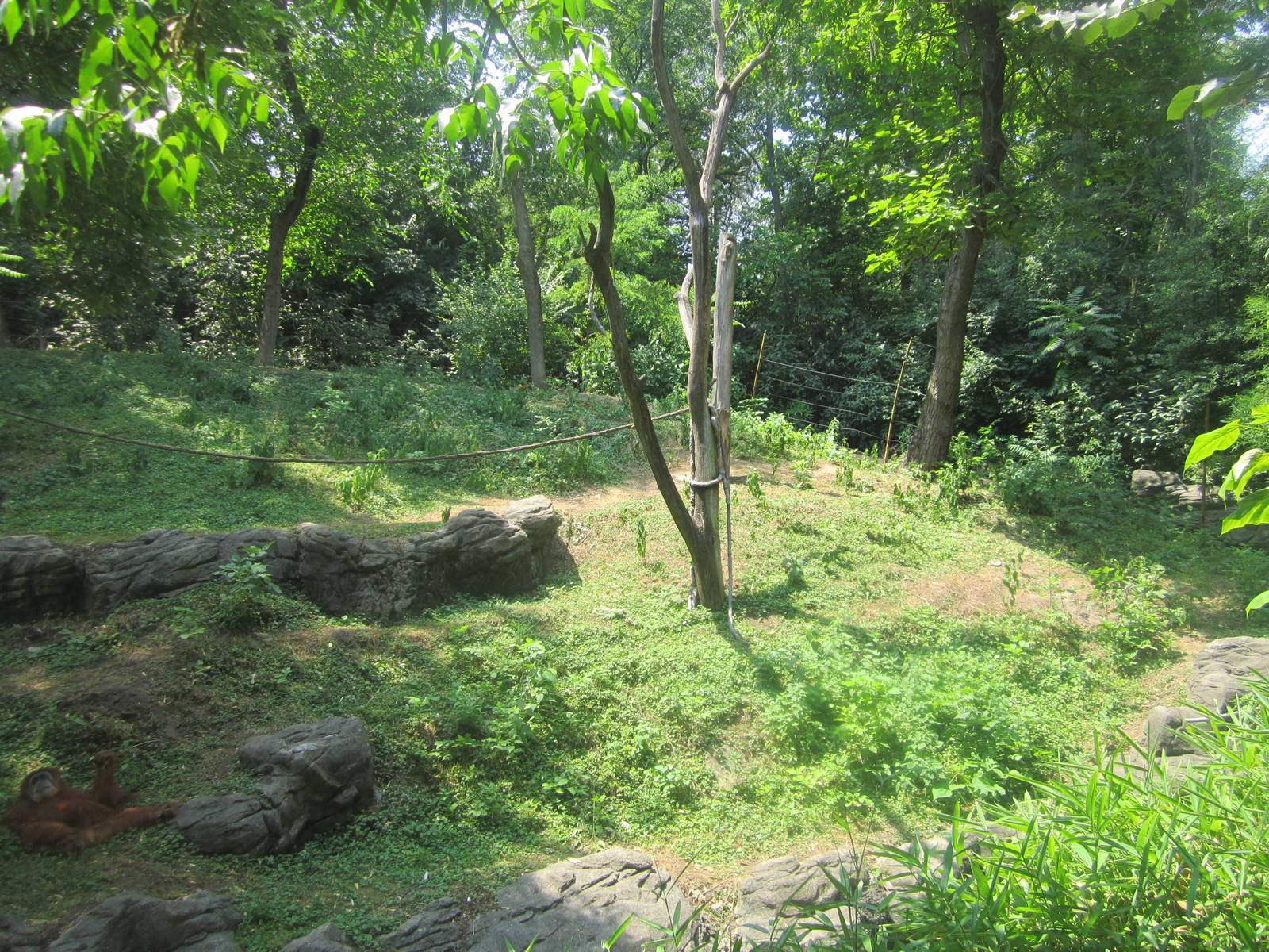Jun. 2012-Right side of the Sumatran Orangutan exhibit