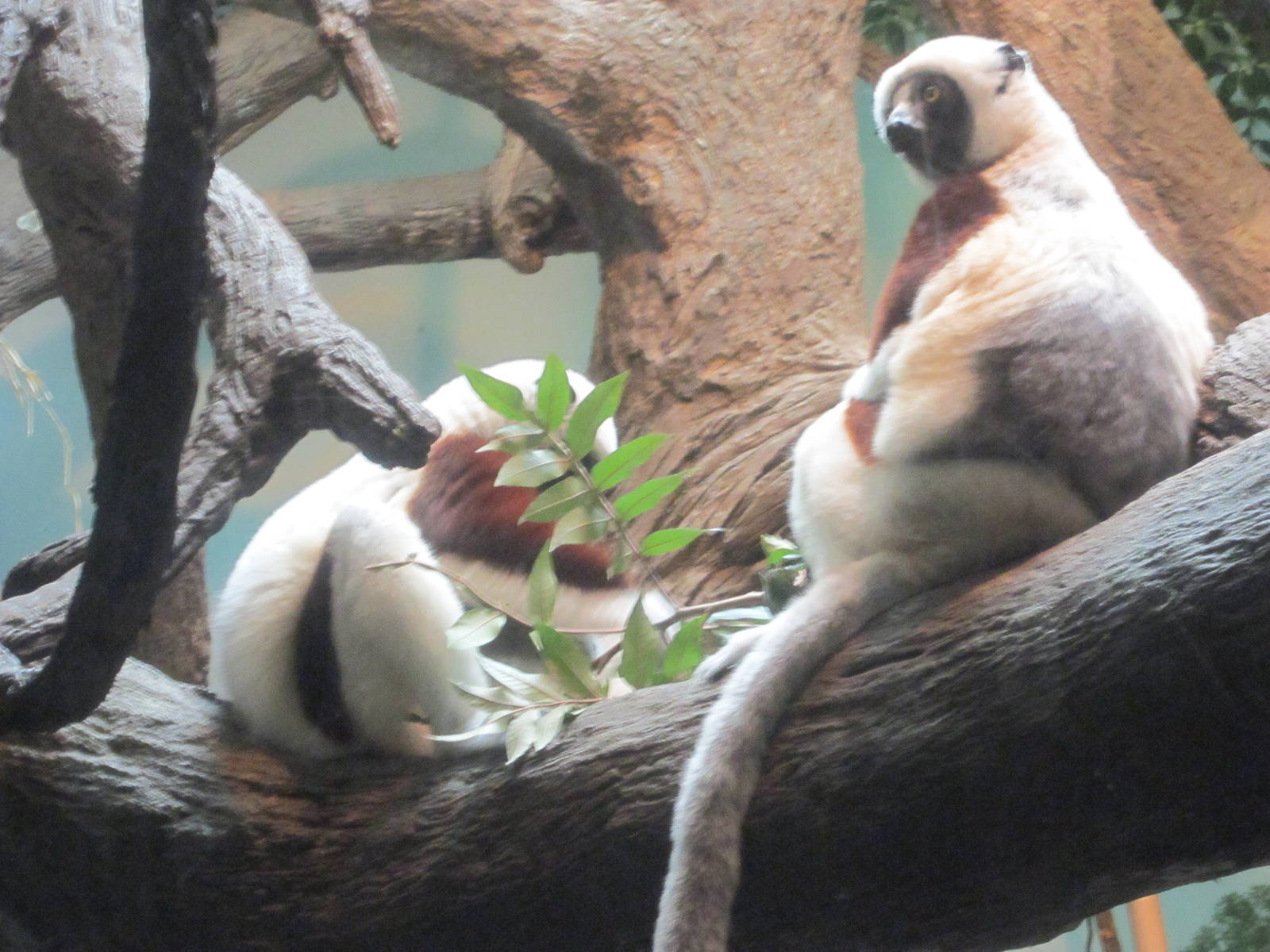 Jun. 2012-Rinaldo and Wilhelmina the Coquerel's Sifakas