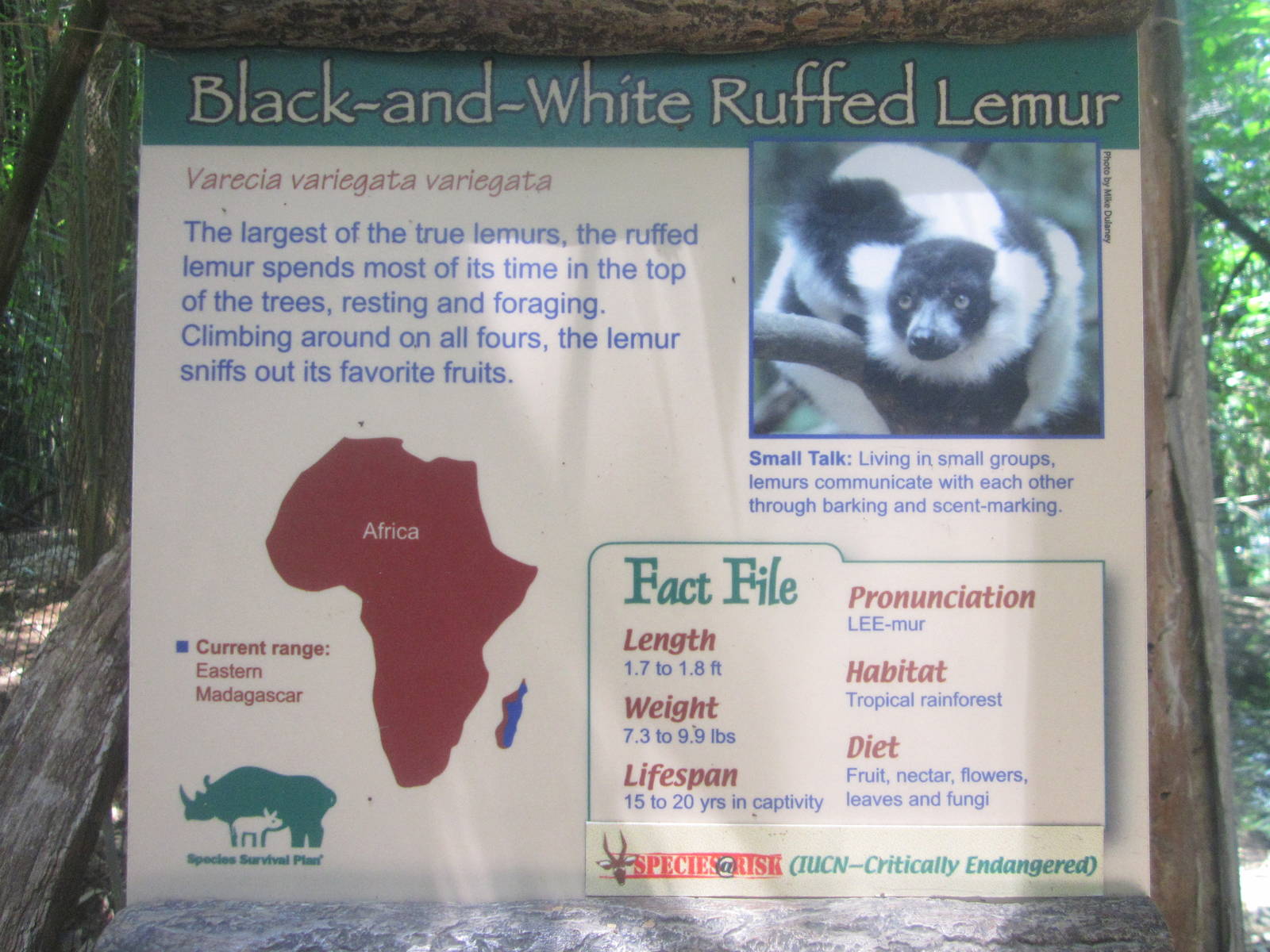 Jun. 2012-Ruffed Lemur Sign
