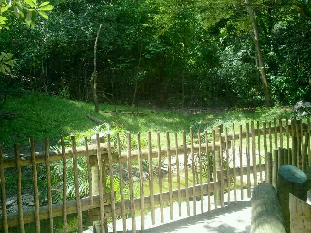 Jun. 2012-Saddle-billed Stork/Pink-backed Pelican yard