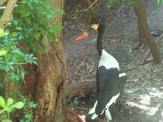 Jun. 2012-Saddle-billed Stork