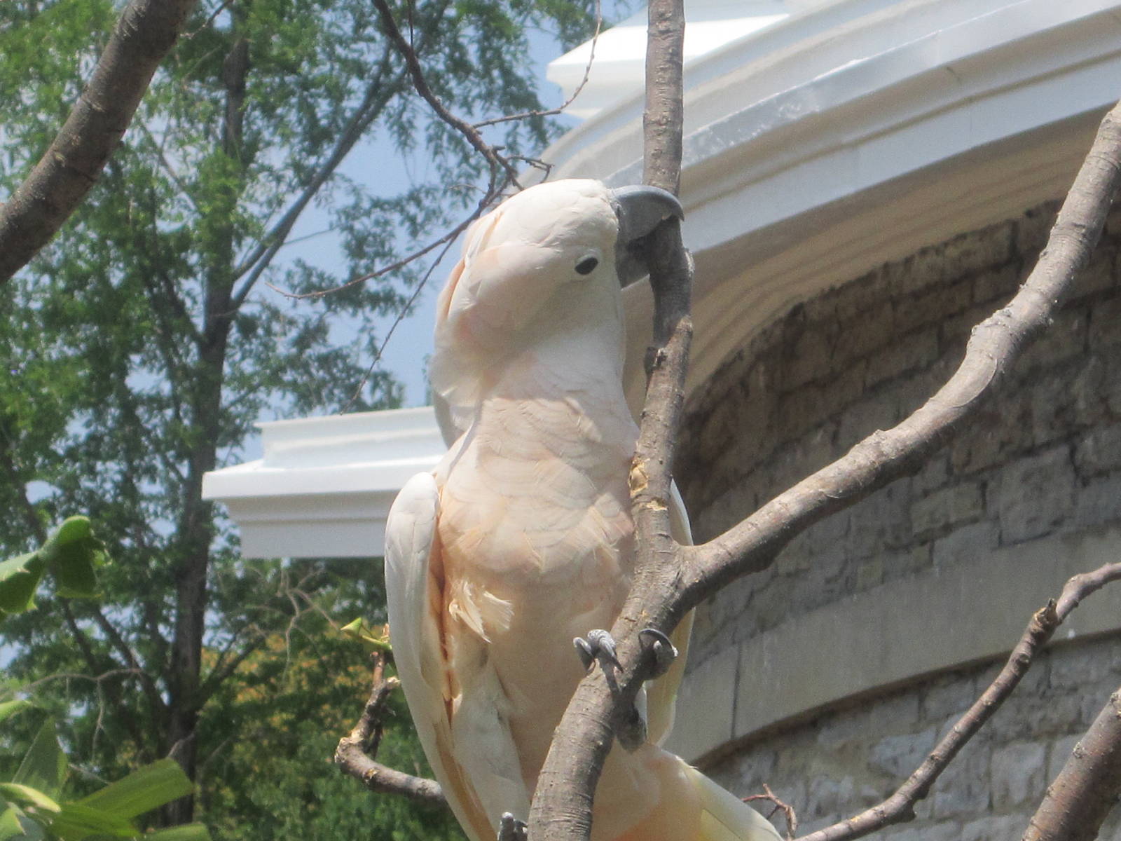 Jun. 2012-Sammy the Salmon-crested Cockatoo