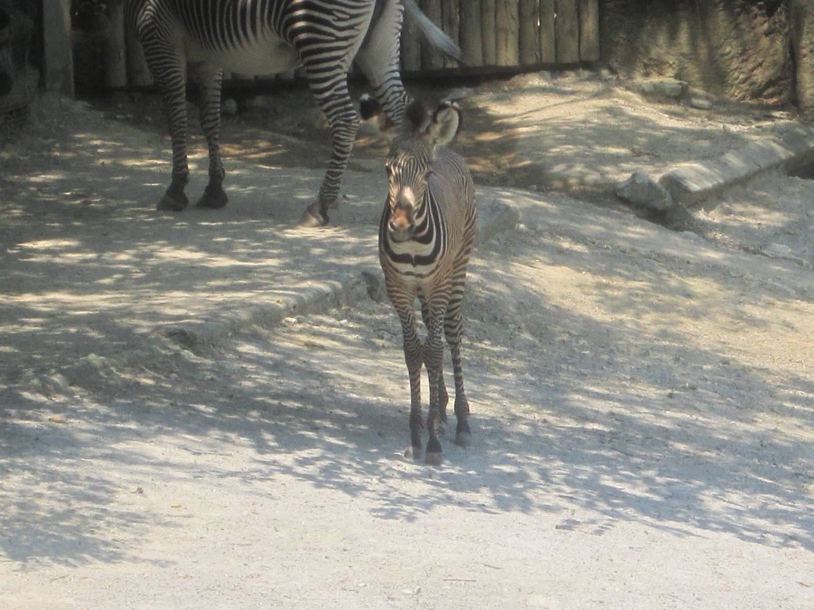 Jun. 2012-Savanna the baby Grevy's Zebra
