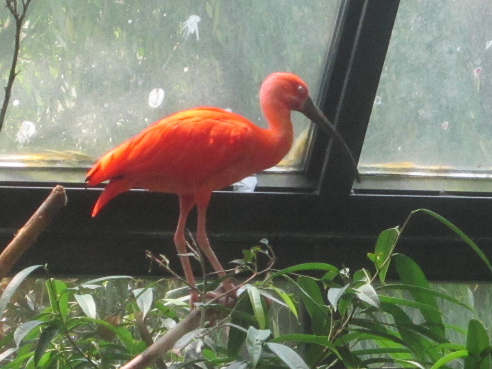 Jun. 2012-Scarlet Ibis