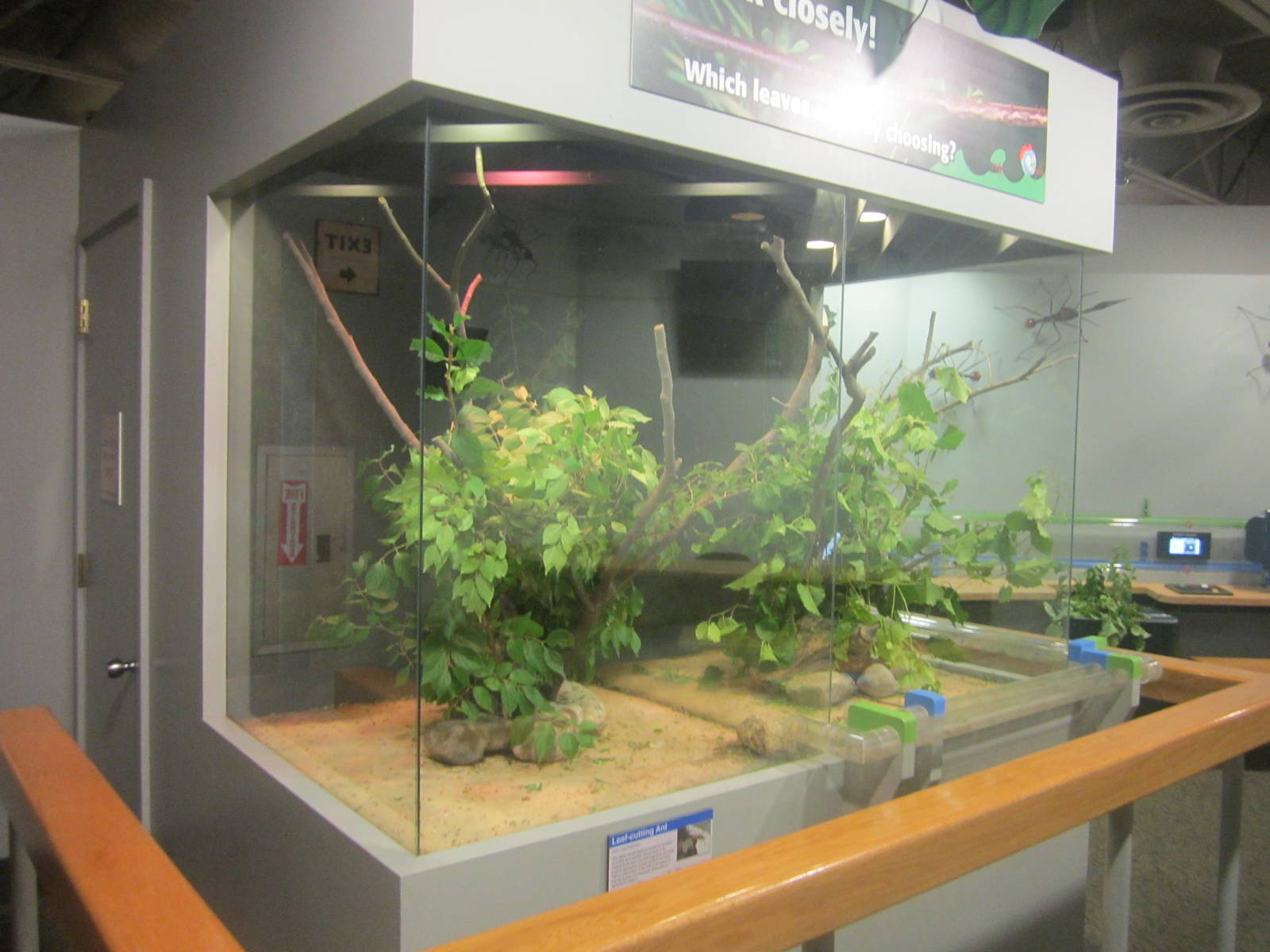 Jun. 2012-Second Leaf-cutter Ant exhibit