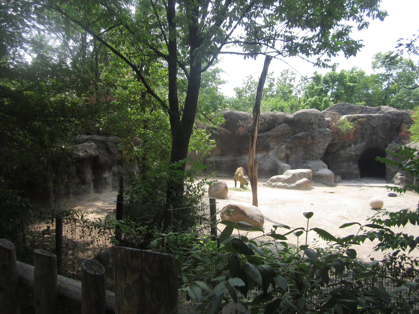Jun. 2012-Sichuan Takin exhibit