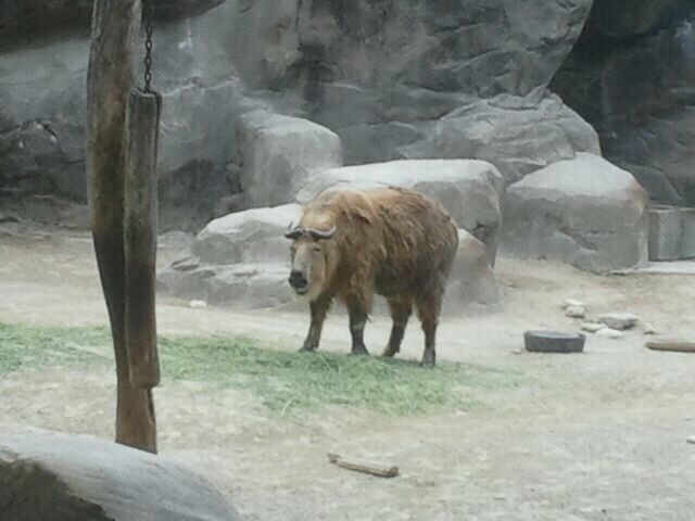 Jun. 2012-Sichuan Takin