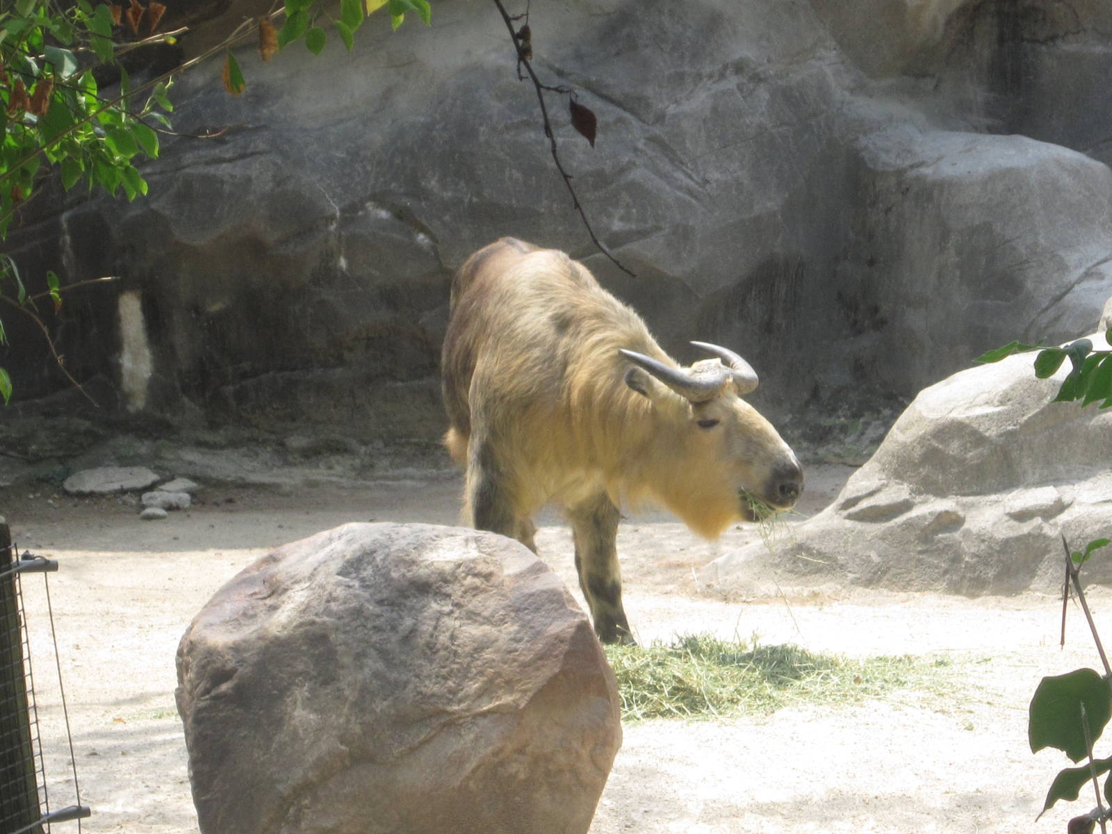 Jun. 2012-Sichuan Takin