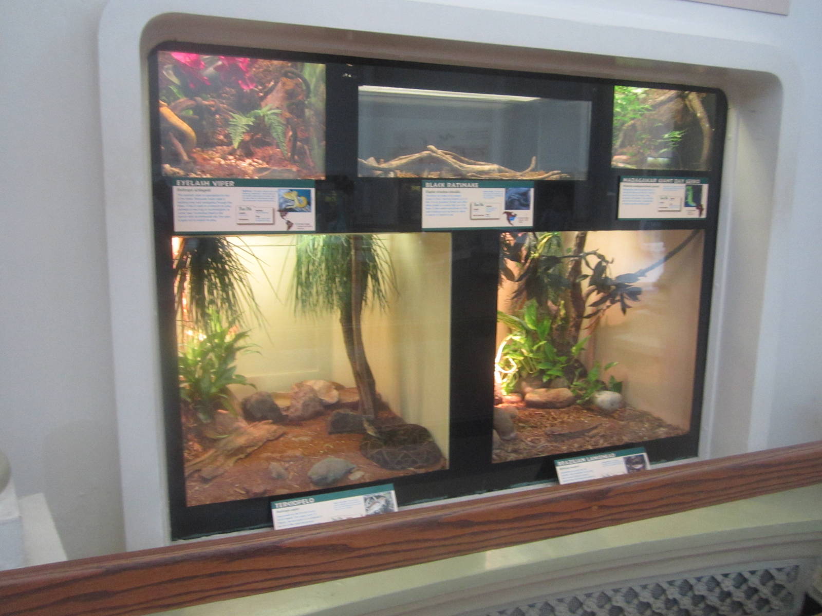 Jun. 2012-Snake/Gecko exhibits