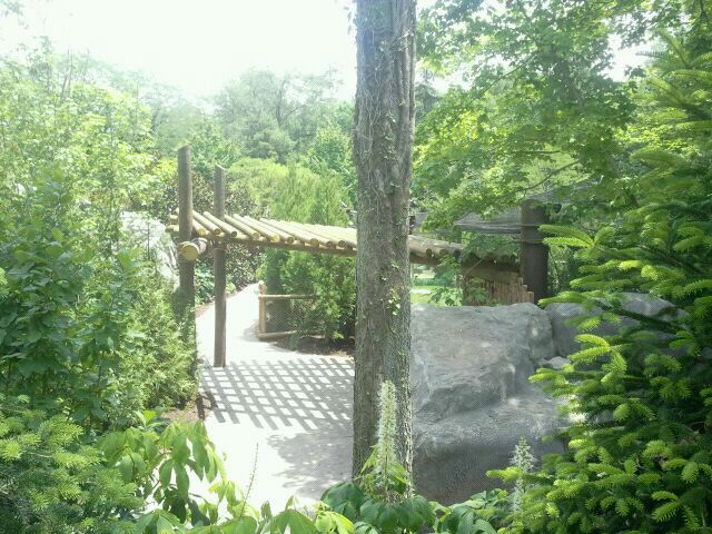 Jun. 2012-Snow leopard exhibit viewing
