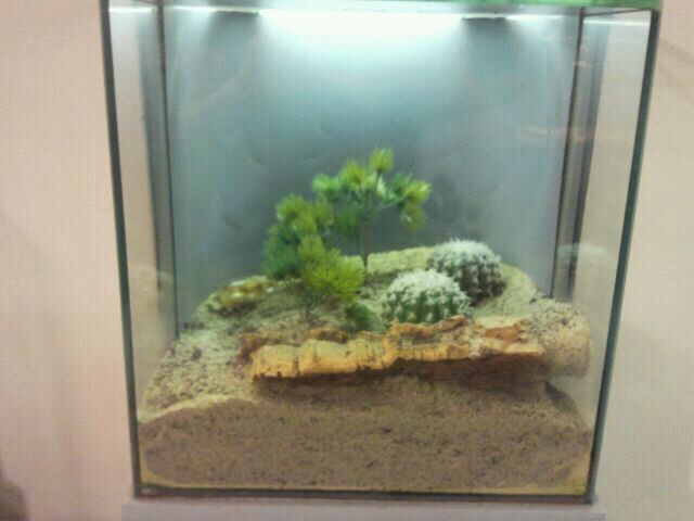 Jun. 2012-Sonoran Desert Centipede exhibit