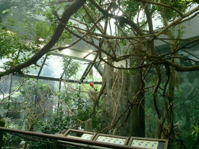 Jun. 2012-South America in Wings of the World