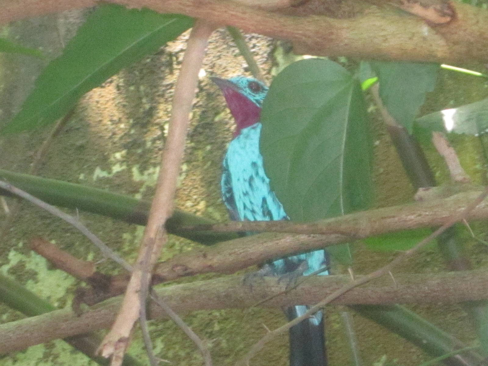 Jun. 2012-Spangled Cotinga