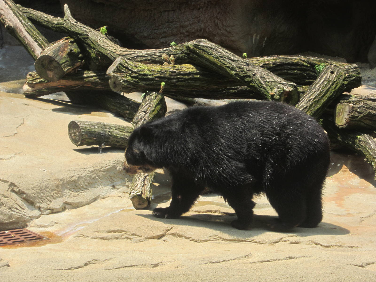 Jun. 2012-Spectacled Bear