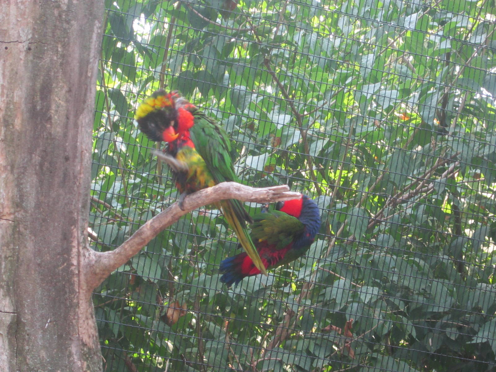 Jun. 2012-Sunset Lorikeet and Black-capped Lory