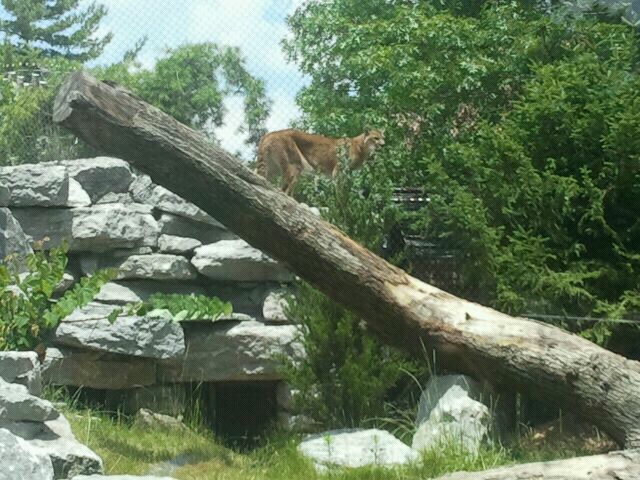 Jun. 2012-Tecumseh, the Cougar