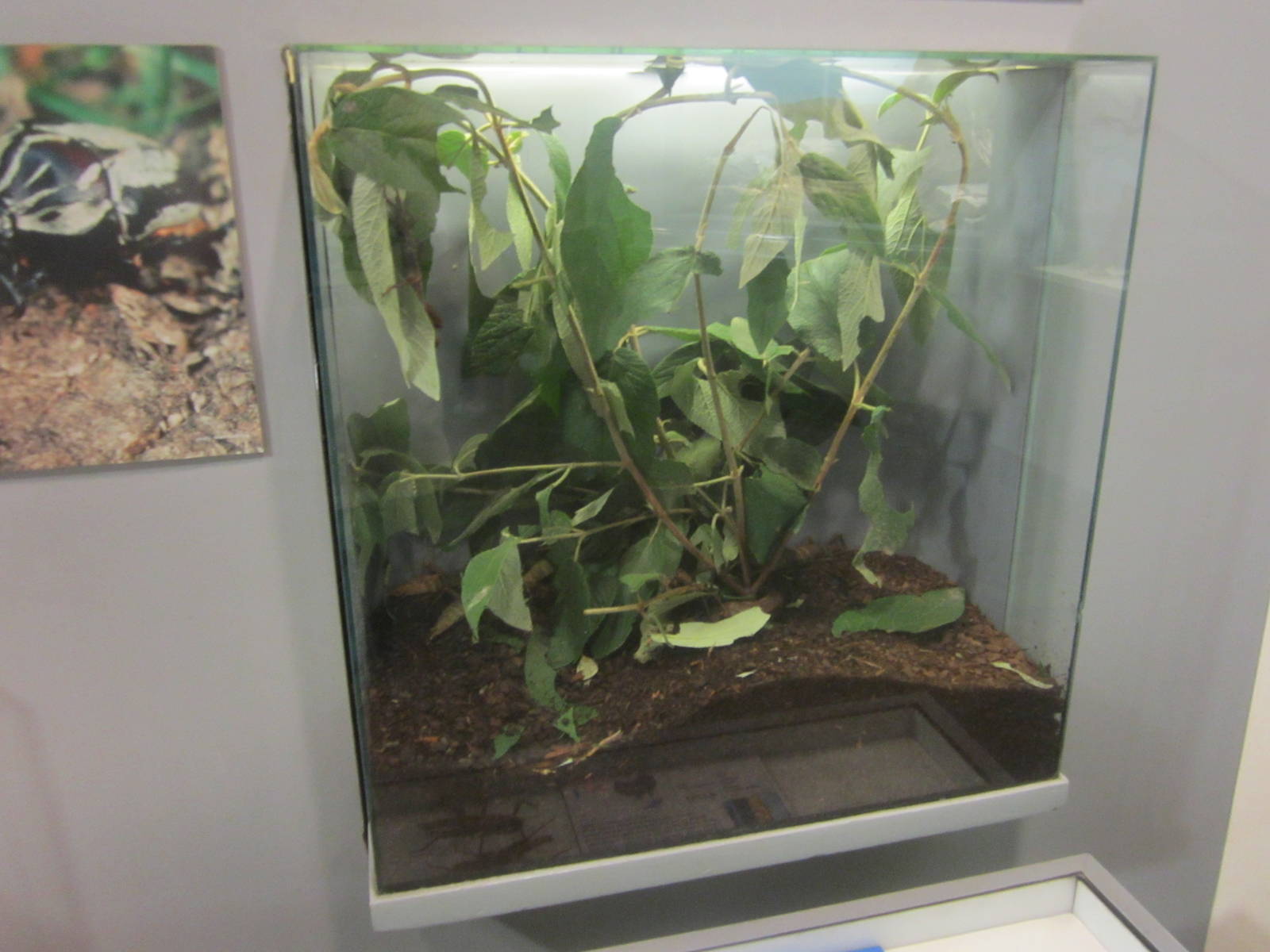 Jun. 2012-Thorny Devil exhibit