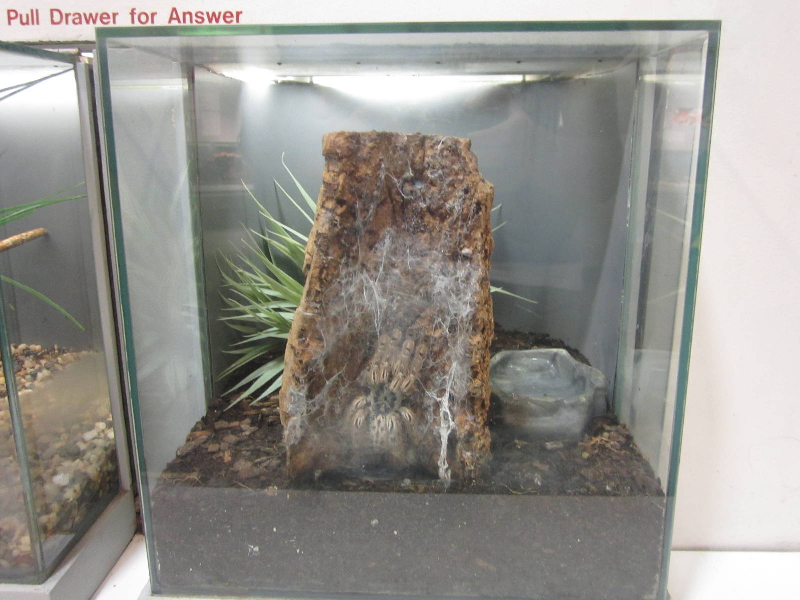 Jun. 2012-Togo Starburst Tarantula exhibit