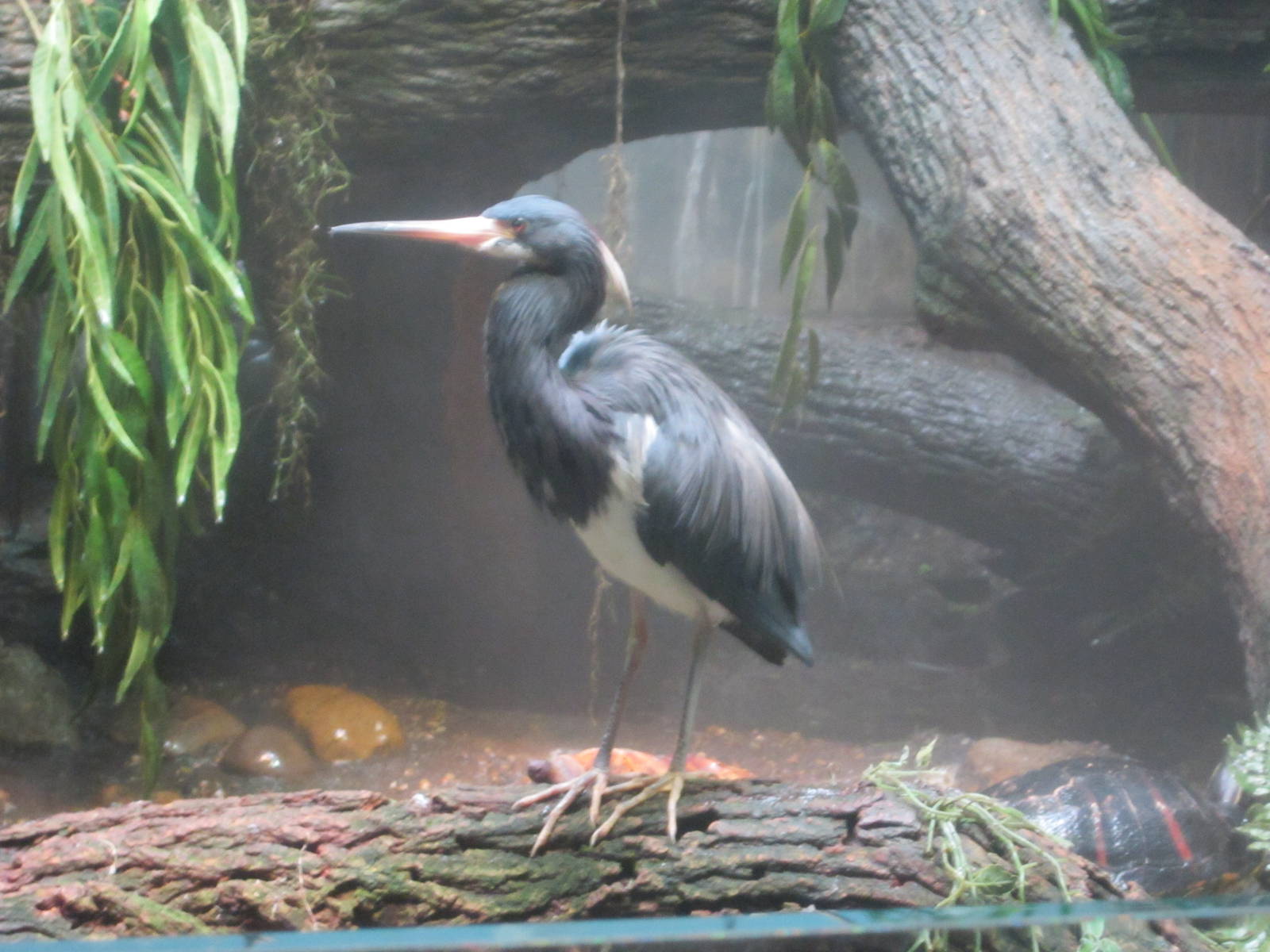 Jun. 2012-Tri-colored Heron