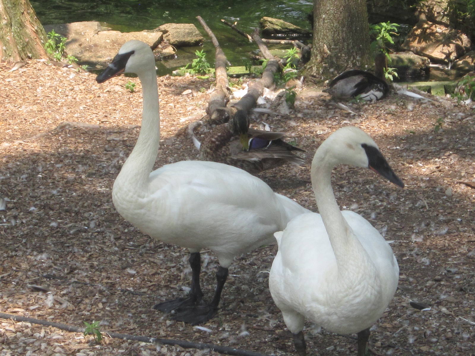 Jun. 2012-Trumpeter Swans
