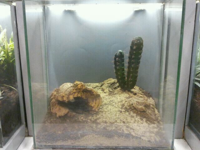 Jun. 2012-Vinegaroon exhibit