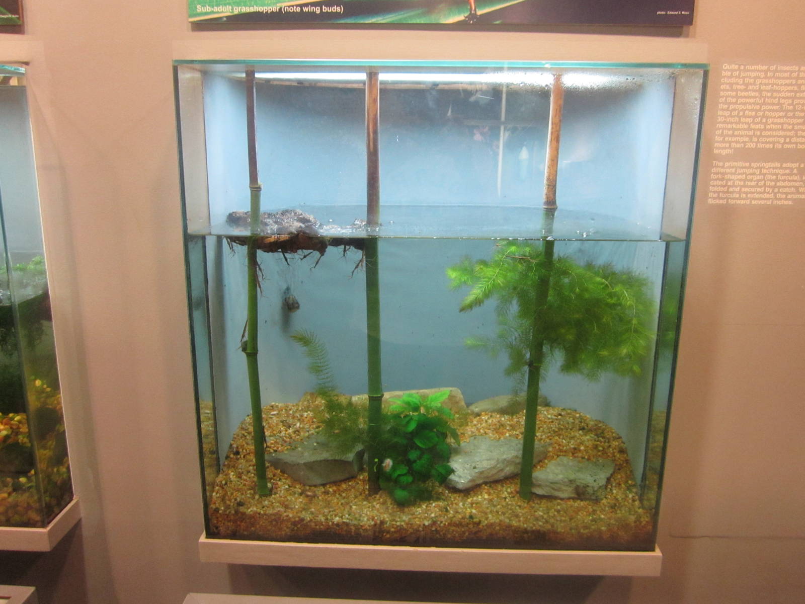 Jun. 2012-Water Scorpion/Indian Whisker Shrimp tank