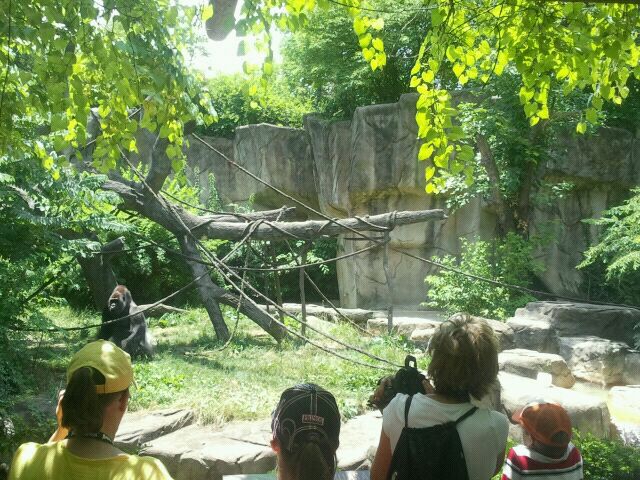 Jun. 2012-Western lowland gorilla exhibit