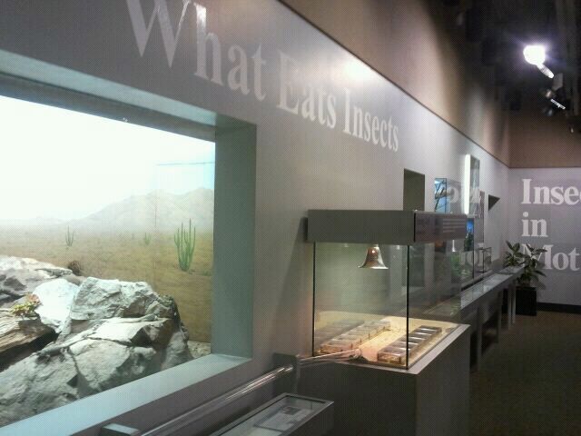 Jun. 2012-What Eats Insects