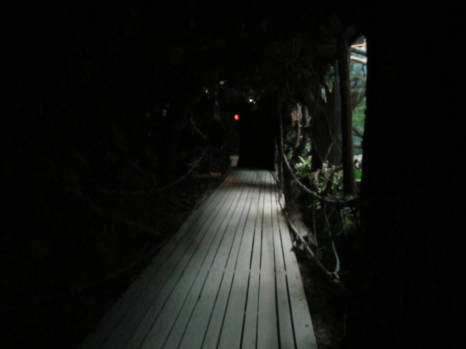 Jun. 2012-White-handed Gibbon Exhibit Viewing