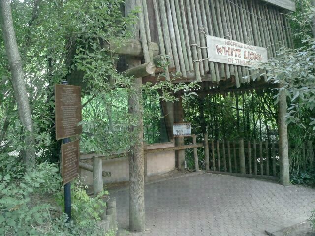 Jun. 2012-White Lions of Timbavati window viewing