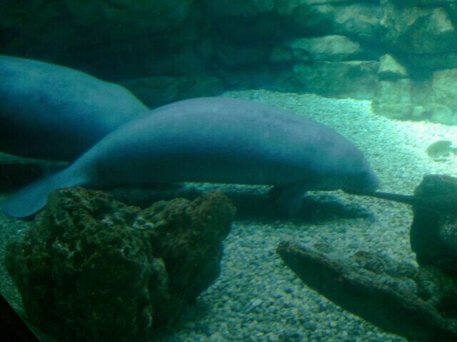 Jun. 2012-Wooten, a Florida Manatee