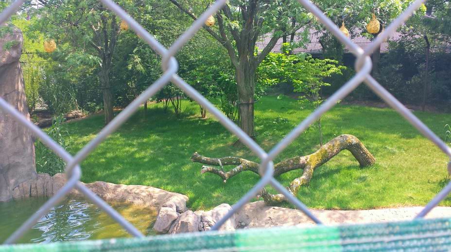 Jun. 2013 - Africa - Cheetah Exhibit