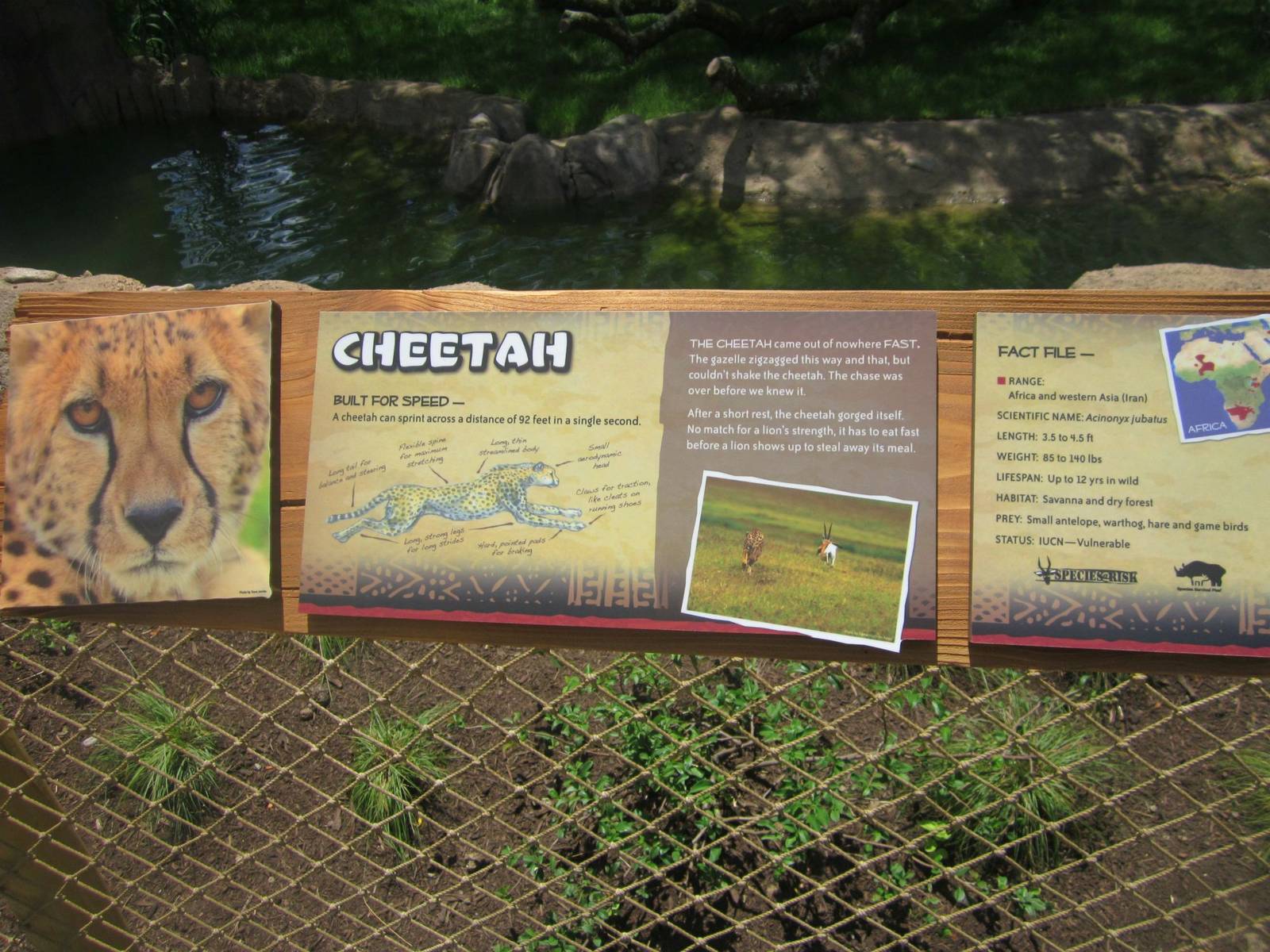 Jun. 2013 - Africa - Cheetah Sign