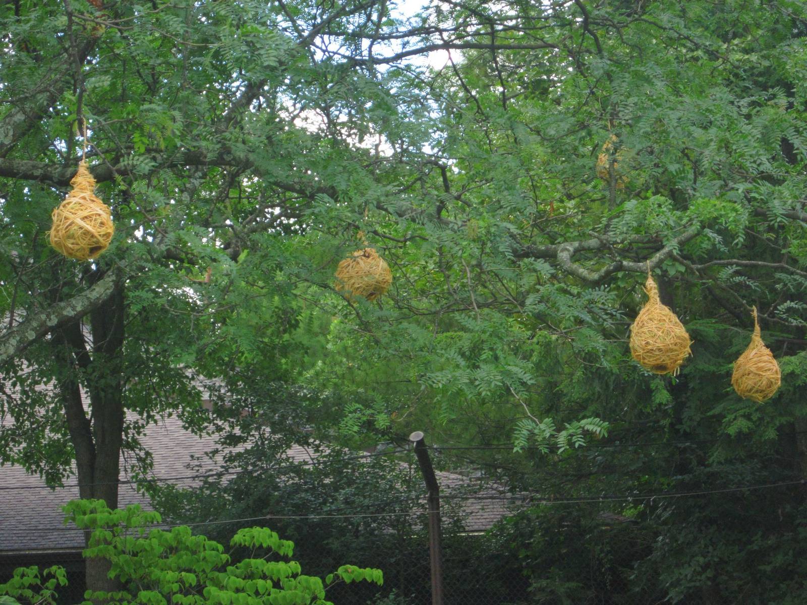 Jun. 2013 - Africa - Weaverbird Nests