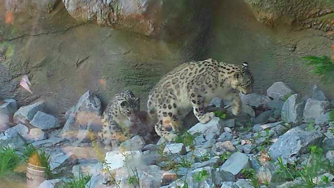 Jun. 2013 - Cat Canyon - Snow Leopards