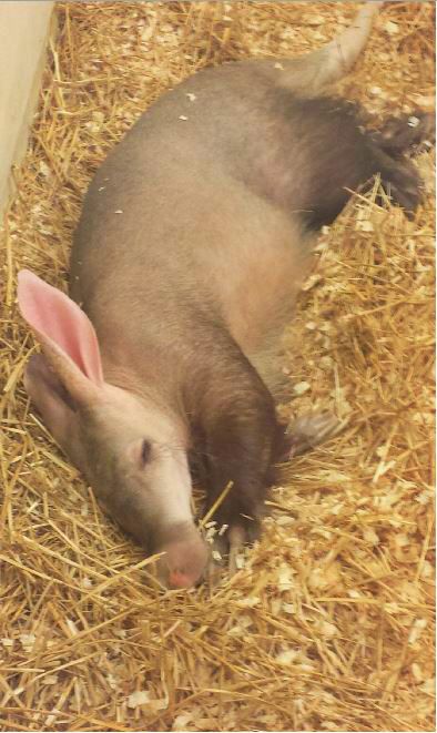 Jun. 2013 - Childrens Zoo - Aardvark