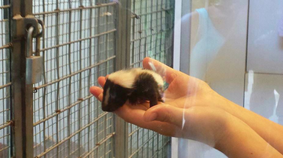 Jun. 2013 - Childrens Zoo - Baby Striped Skunk
