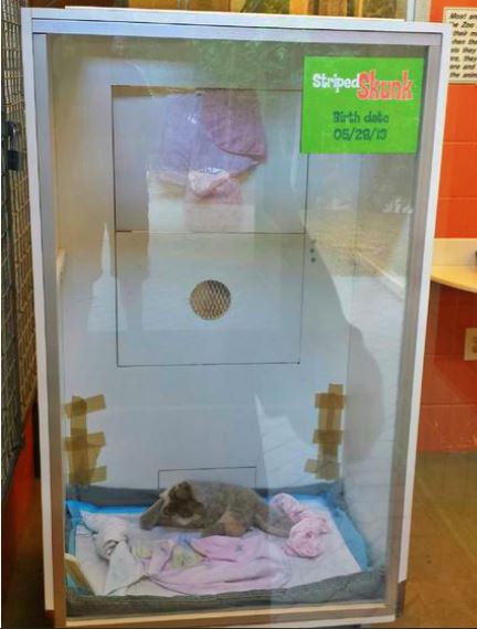 Jun. 2013 - Childrens Zoo - Striped Skunk Exhibit