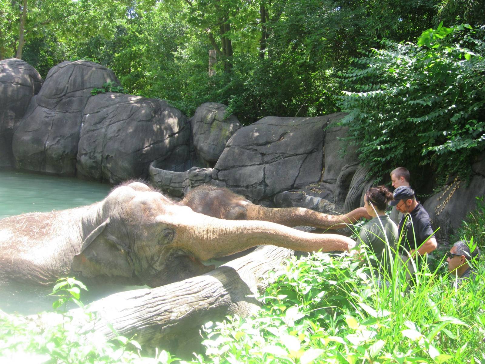 Jun. 2013 - Elephant Reserve - Elephant Bath
