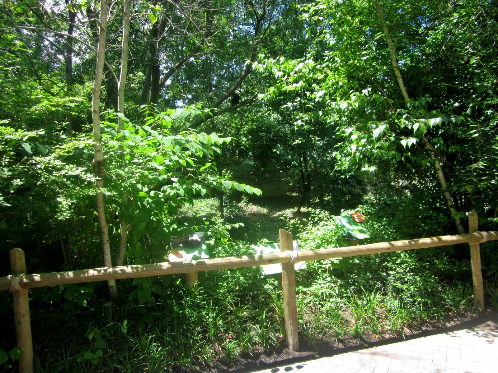 Jun. 2013 - First Red Panda Exhibit Viewing