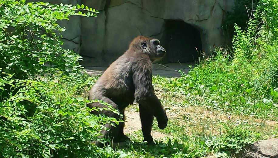 Jun. 2013 - Gorilla World -Anju