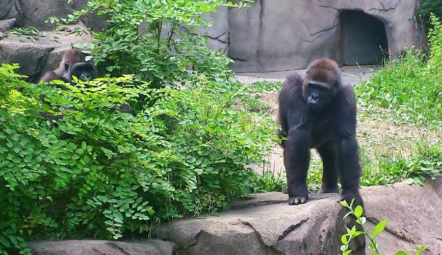 Jun. 2013 - Gorilla World - Asha + Anju