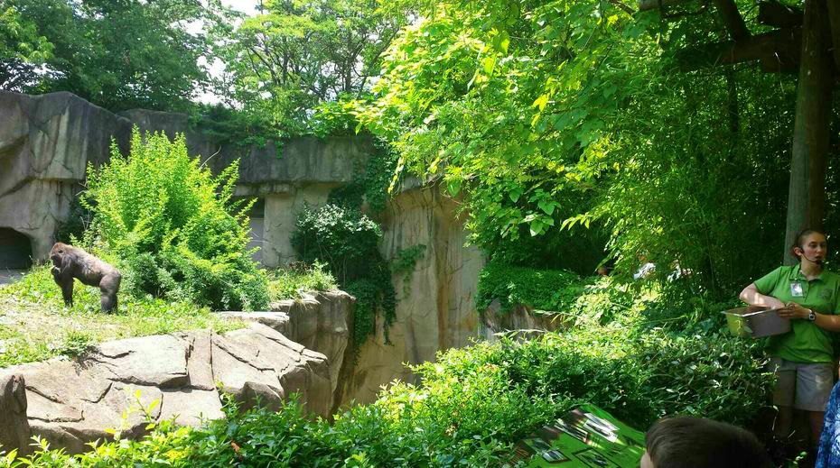 Jun. 2013 - Gorilla World - Gorilla Encounter