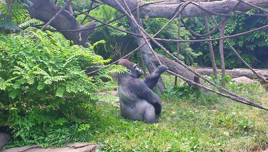 Jun. 2013 - Gorilla World - Jomo