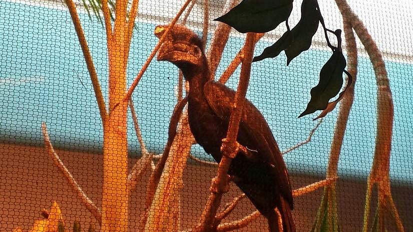 Jun. 2013 - Jungle Trails - Black-casqued Hornbill