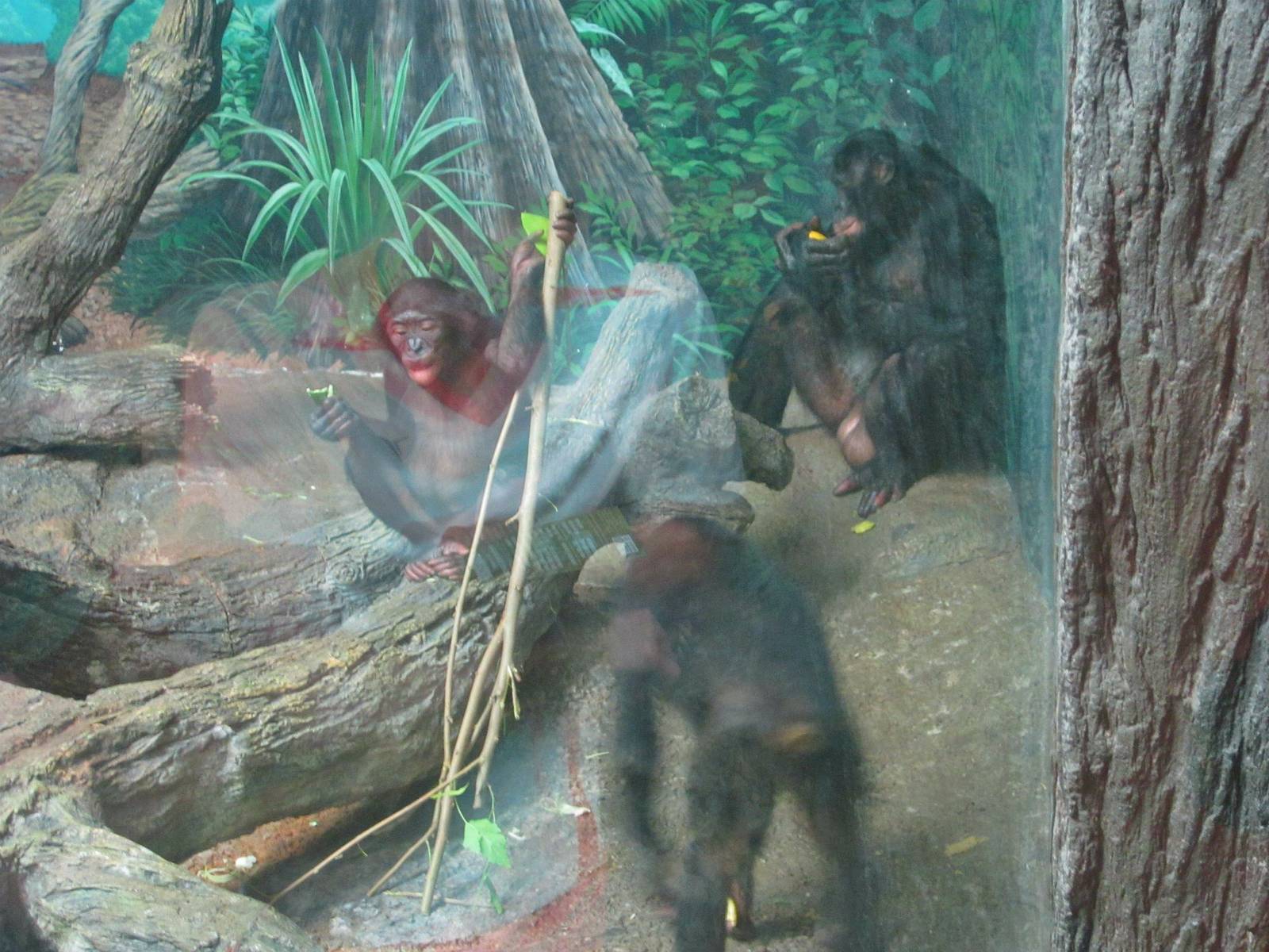 Jun. 2013 - Jungle Trails - Bonobos