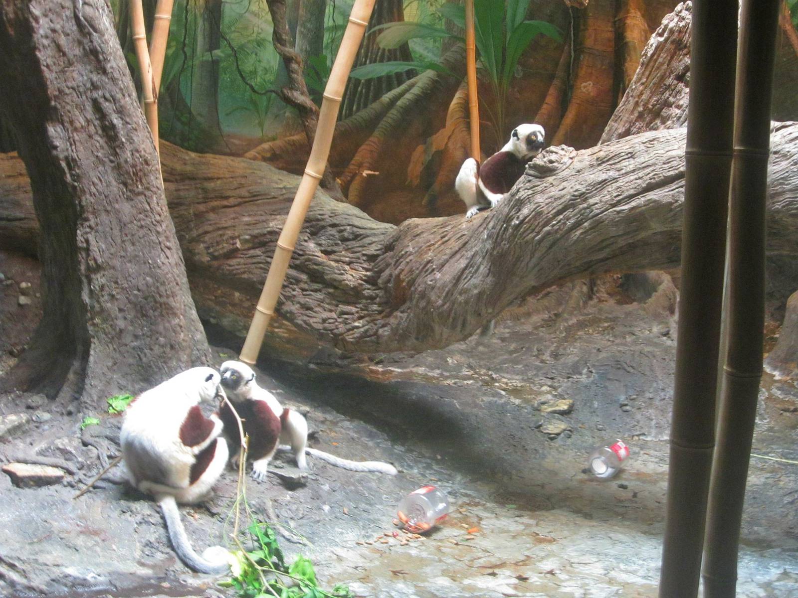 Jun. 2013 - Jungle Trails - Coquerel's Sifaka Family