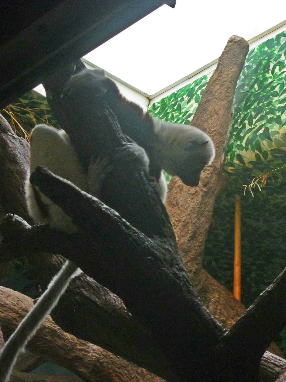 Jun. 2013 - Jungle Trails - Coquerel's Sifaka